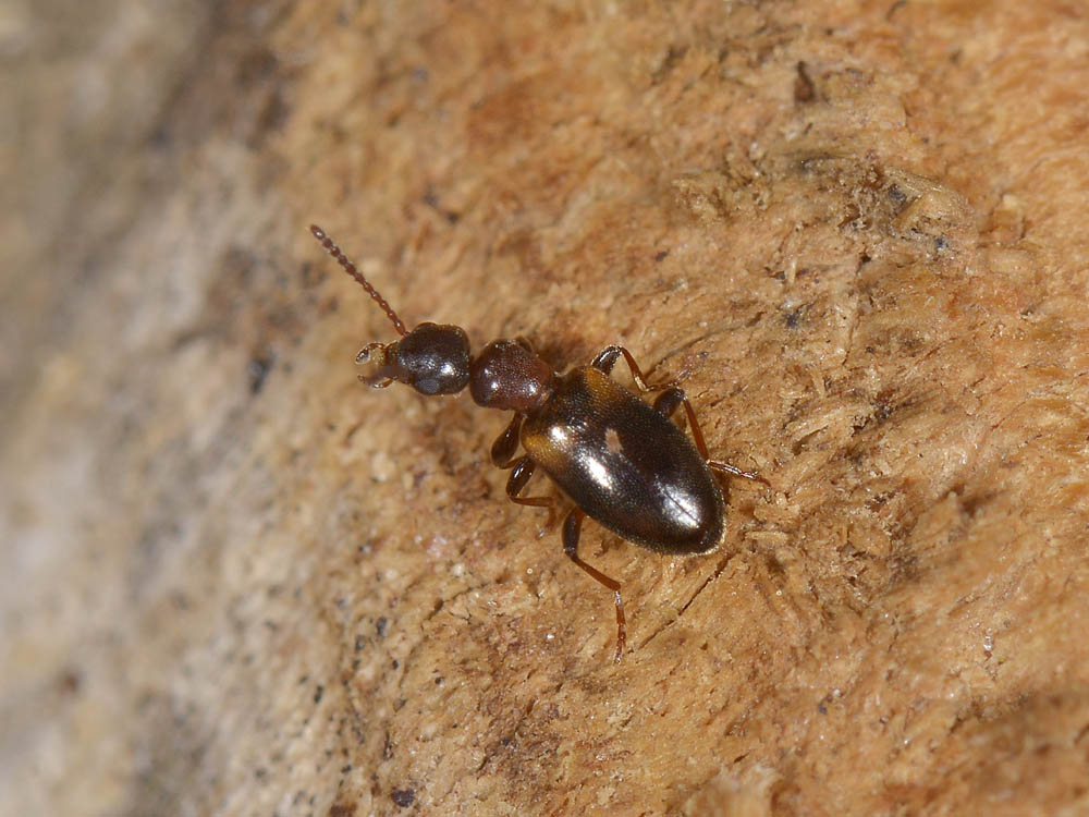 Anthicidae 1: Omonadus floralis